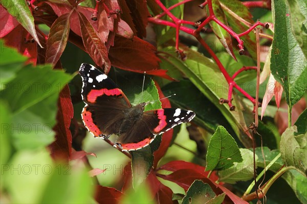 Red admiral