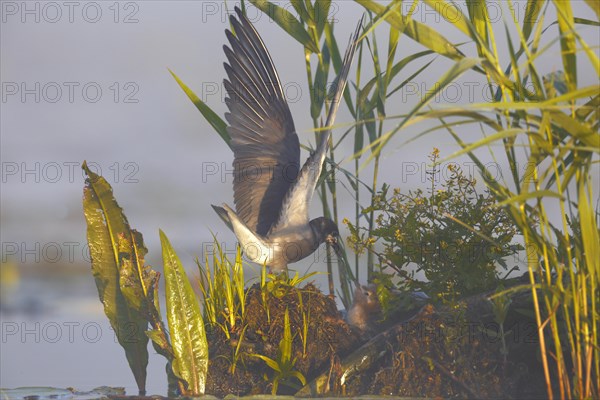 Black Tern