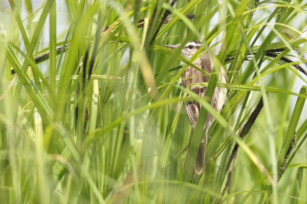 Sedge warbler