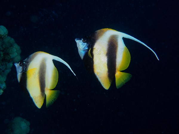 Pair of red sea bannerfish