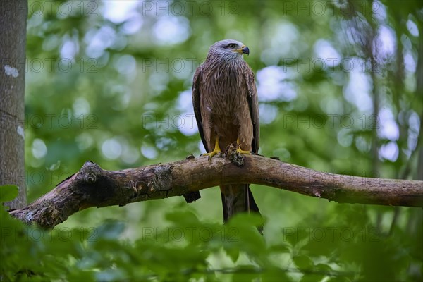 Red Kite