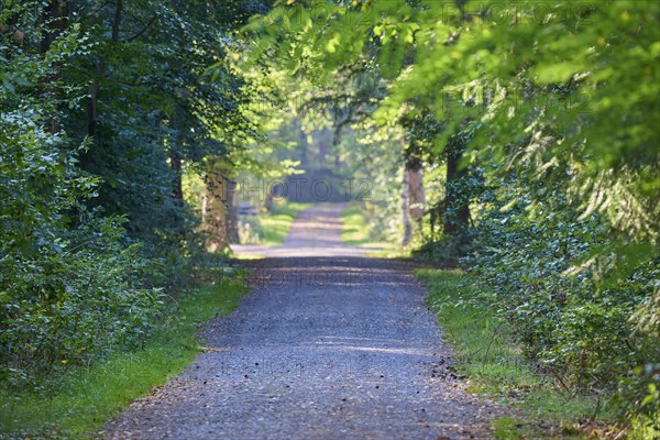 Forest path