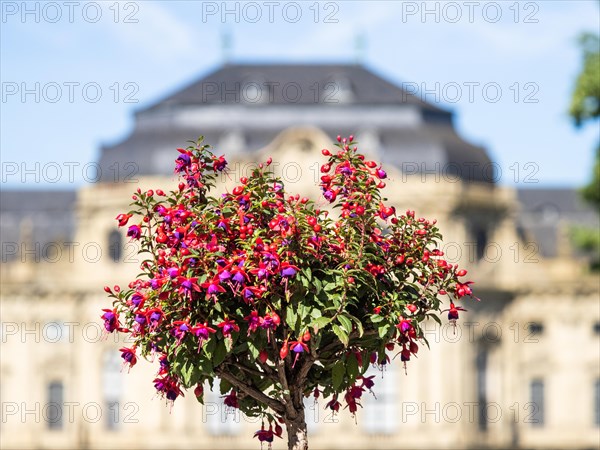 Flowering fuchsias