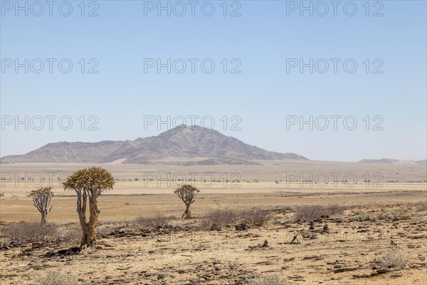 Desert-like landscape with quiver tree