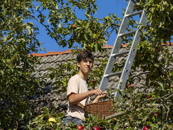 Young man on ladder picking apples on tree