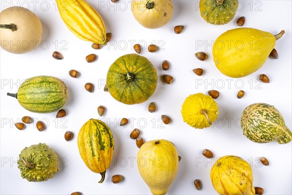 Various ornamental pumpkins and hazelnuts