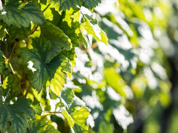 Vine leaves