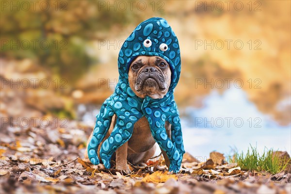 Halloween dog costume. French Bulldog wearing funny octopus suit with eyes and tentacle arms