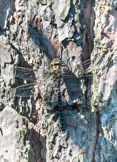 Common hawker