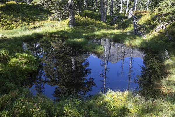 Moor pond on the nature adventure trail through the Rauris primeval forest