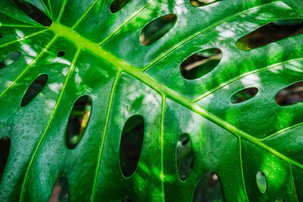 Monstera deliciosa leaf close up texture background