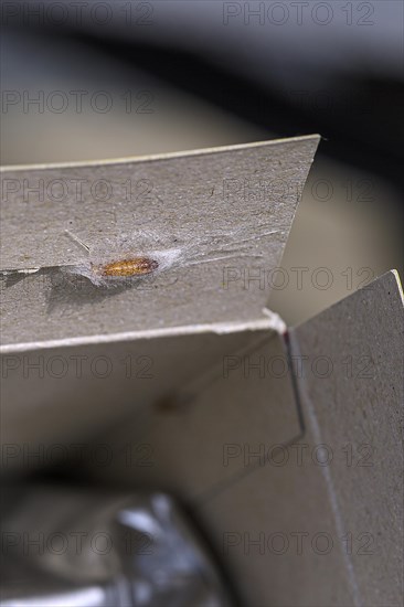 Food moths stick to the inside of the food packaging in a moth cocoon