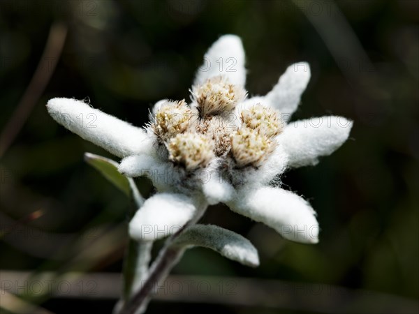 Alpine edelweiss