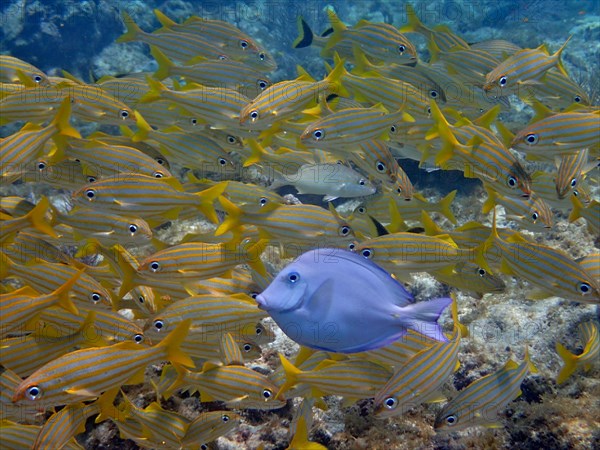 Atlantic blue tang