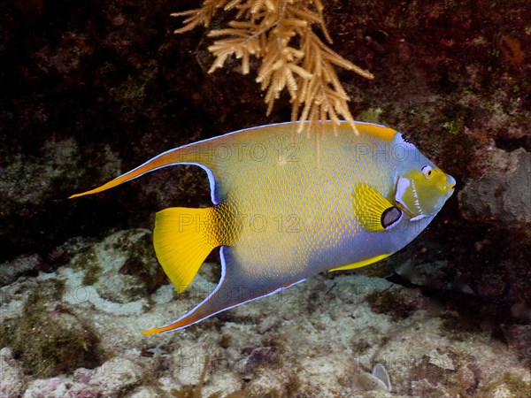 Queen angelfish