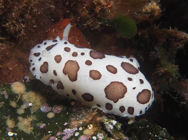 Leopard snail