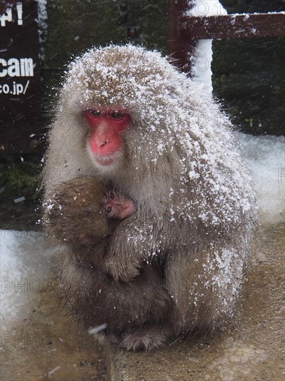 A snow monkey