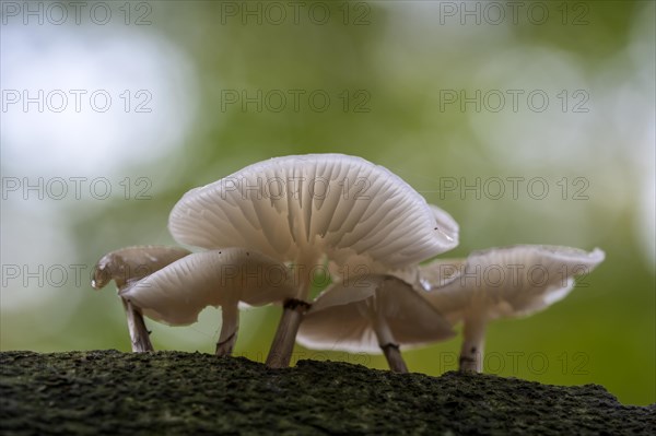 Beech slimy rhubarb