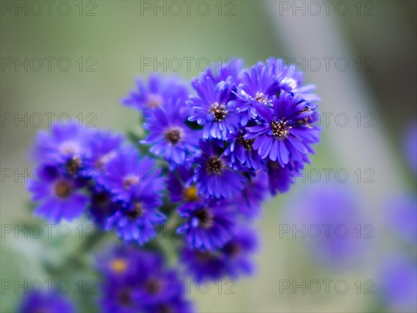 Autumn aster