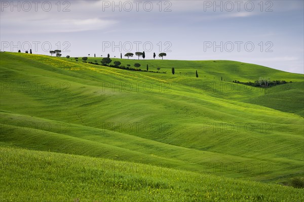 Hilly fields near San Quirico d'Orcia