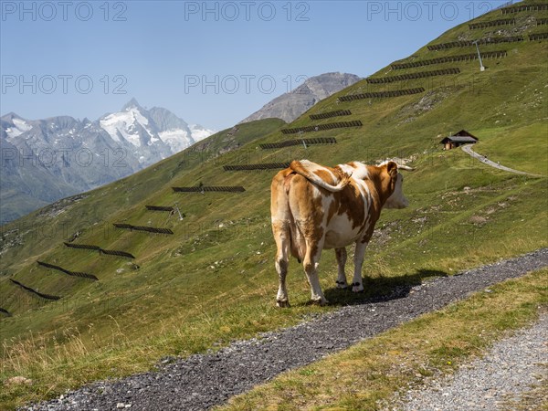 Cow on an alpine meadow