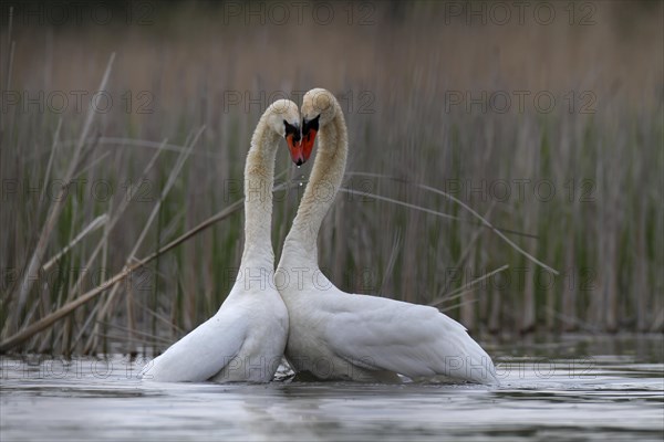 Mute Swan