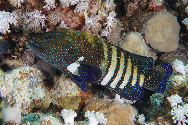 Pair of bluespotted grouper