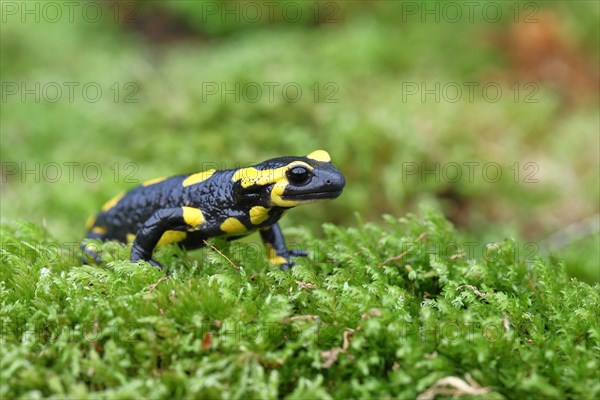 Fire salamander