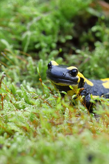 Fire salamander