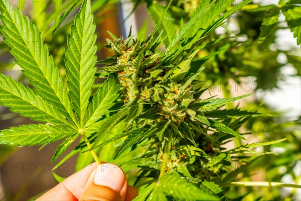 Beautiful marijuana buds surrounded by leaves. The medicinal cannabis plant seen up close