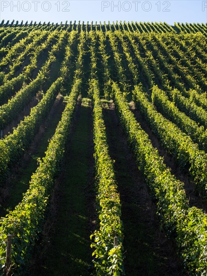 Vines in a vineyard