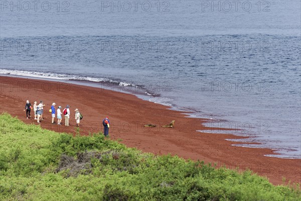 Tourists and Galapagos sea lions
