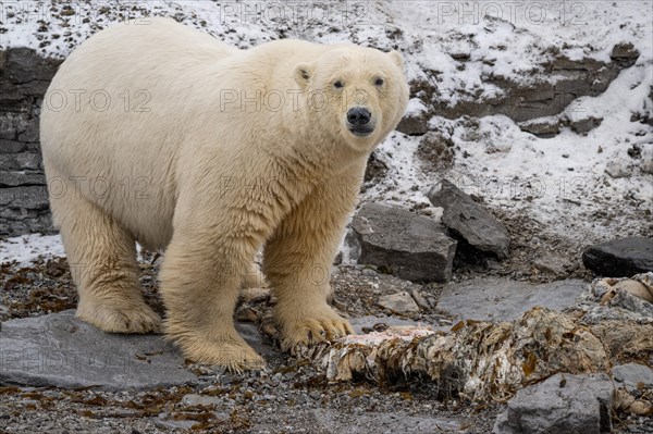 Scavenging polar bear