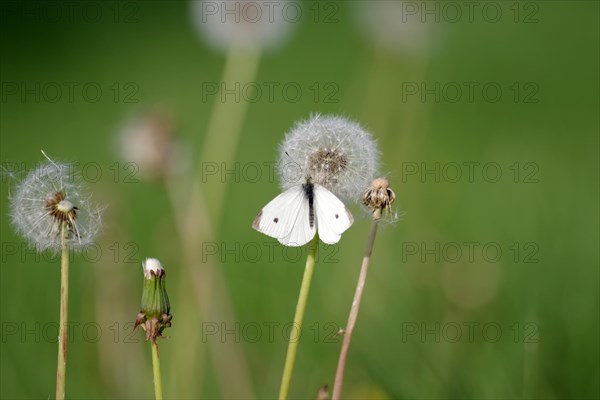 Small white