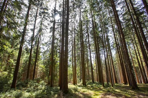 Sunbeams penetrate a spruce forest