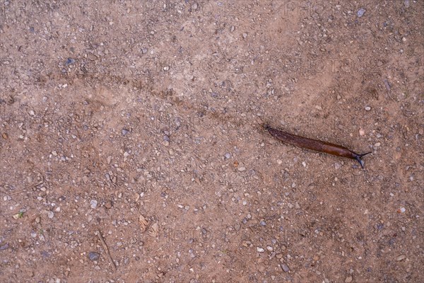 A snail drags a trail behind it