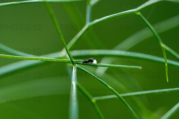 Egg with a freshly hatched swallowtail