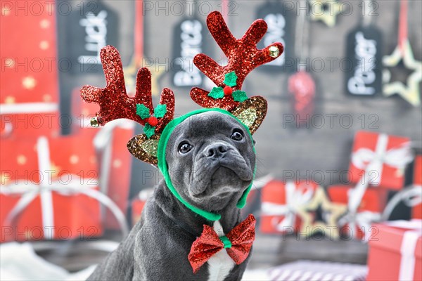Young French Bulldog dog dressed up with reindeer costume antlers headband and bow tie in front of festive Christmas background