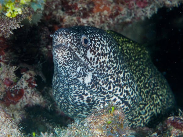 Spotted moray