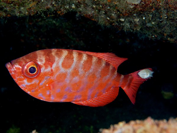 Bigeye glasseye snapper