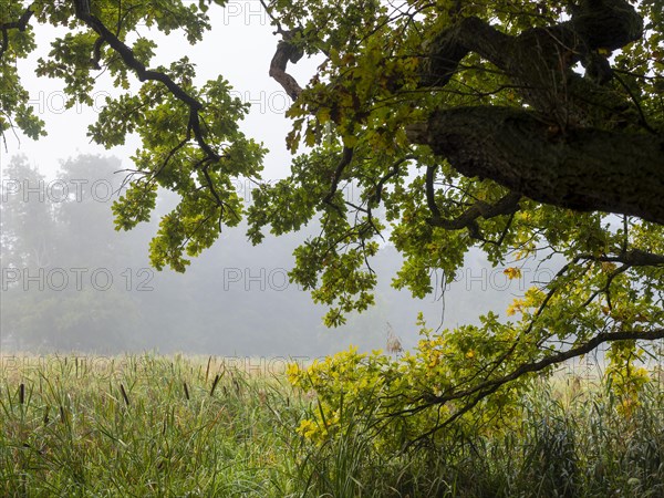 Thick oak branches and reeds on the nature trail