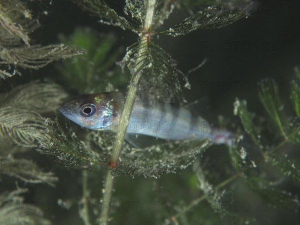 A juvenile european perch