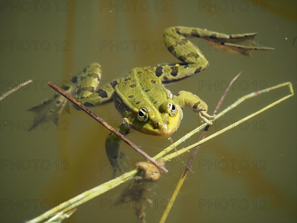 Pool frog