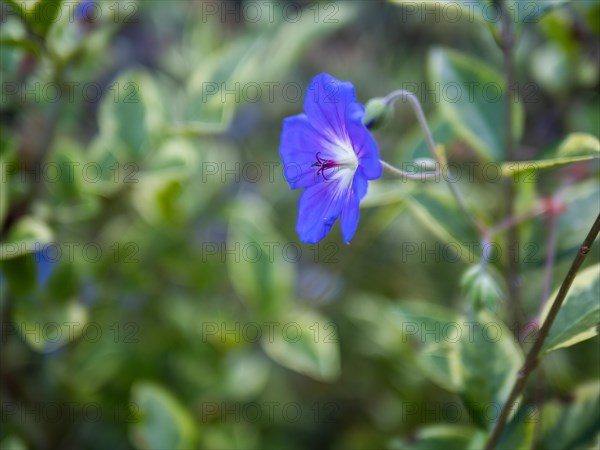 Cranesbill