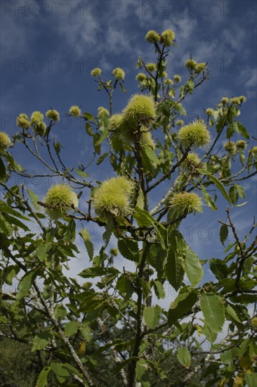 Sweet chestnut