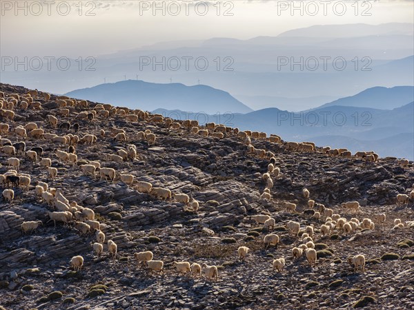 Free-roaming herd of goats in the Psiloritis area