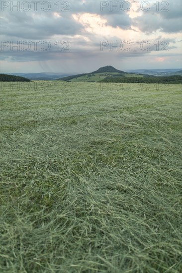 Summer evening in the volcanic landscape of Hegau.