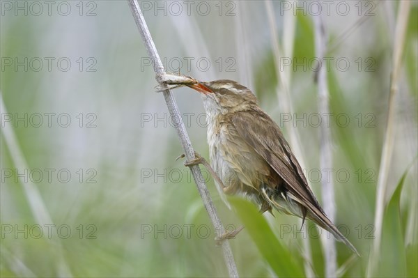 Reed Warbler