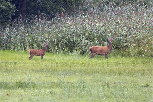 Red deer