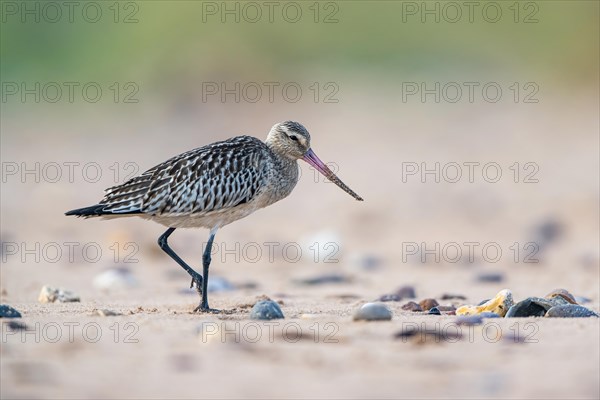 Bar-tailed Godwit